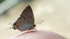 Hypolycaena sipylus tharrytas