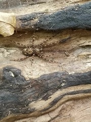 Dolomedes tenebrosus