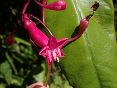 Ipomoea repanda
