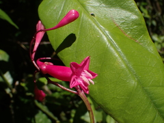 Ipomoea repanda