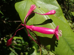 Ipomoea repanda