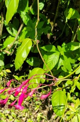 Ipomoea repanda