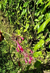 Ipomoea repanda