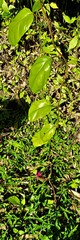 Ipomoea repanda