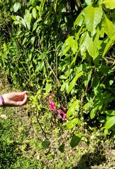 Ipomoea repanda