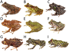 Bell's Rainfrog photo 2