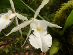 Trichopilia fragrans