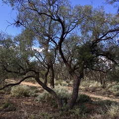 Alectryon oleifolius canescens