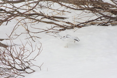Lagopus muta islandorum