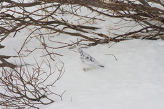 Lagopus muta islandorum