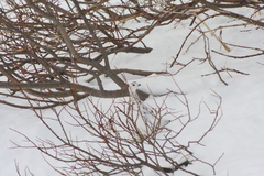 Lagopus muta islandorum