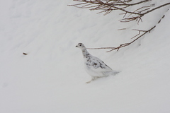 Lagopus muta islandorum