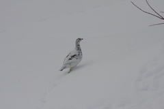 Lagopus muta islandorum