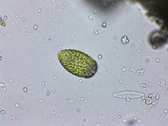 Merotricha bacillata