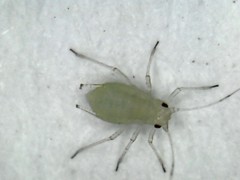 Aphis gossypii