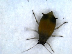Aphis gossypii