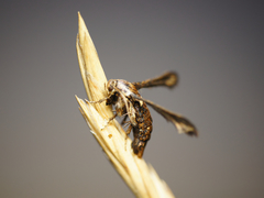 Microsphecia brosiformis