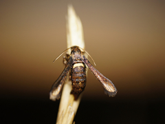 Microsphecia brosiformis