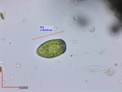 Merotricha bacillata