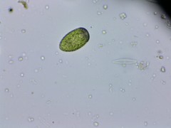 Merotricha bacillata