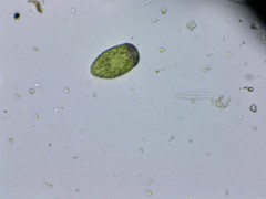 Merotricha bacillata