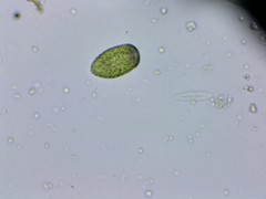 Merotricha bacillata