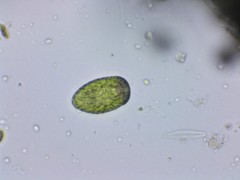 Merotricha bacillata