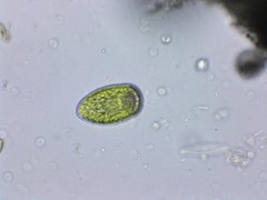 Merotricha bacillata