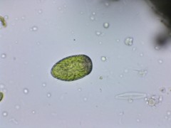 Merotricha bacillata