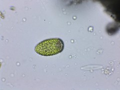 Merotricha bacillata