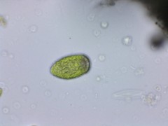 Merotricha bacillata