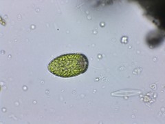 Merotricha bacillata