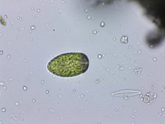 Merotricha bacillata