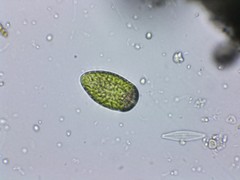 Merotricha bacillata