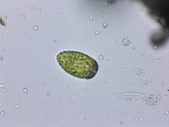 Merotricha bacillata