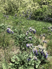 Salvia nutans