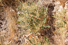 Ptilostemon hispanicus