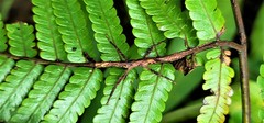 Hesperophasmatini
