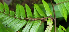 Hesperophasmatini