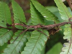 Hesperophasmatini