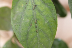 Aphis gossypii