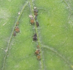Aphis gossypii