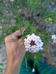 Junellia crithmifolia