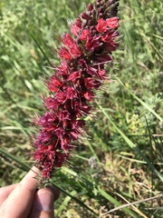 Pontechium maculatum