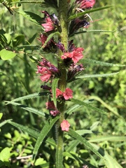 Pontechium maculatum