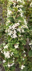 Clerodendrum calamitosum