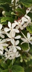 Clerodendrum calamitosum