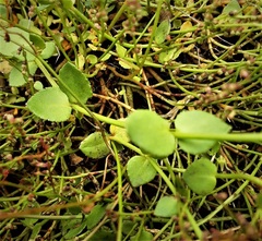 Gonocarpus micranthus