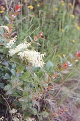Gaultheria oppositifolia