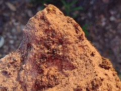 Pogonomyrmex imberbiculus